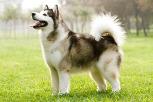 Malamute