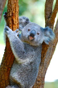 kerin-gedge-koala-unsplash